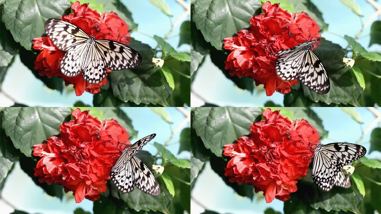 红花上的蝴蝶