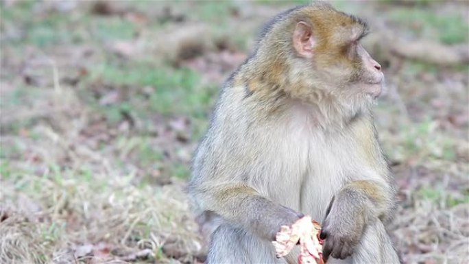 美丽的猴子吃苹果水果特写 -- 阿尔及利亚和摩洛哥的巴巴里猕猴
