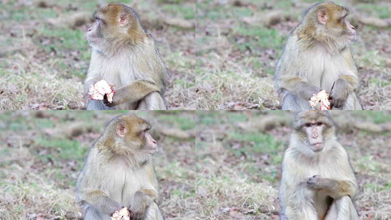 美丽的猴子吃苹果水果特写 -- 阿尔及利亚和摩洛哥的巴巴里猕猴