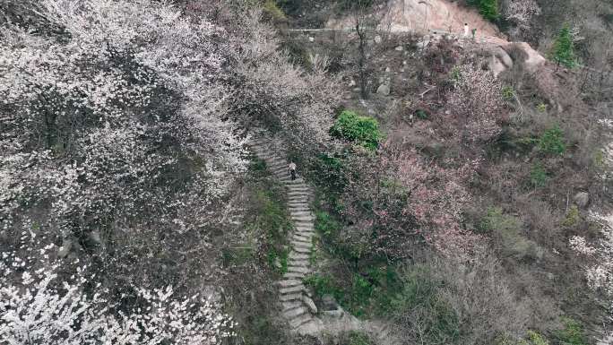 航拍南岳衡山紫盖峰野樱花盛开