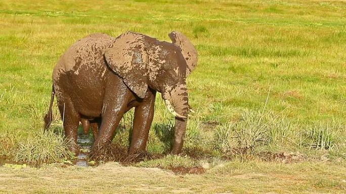 大象在肯尼亚安博塞利公园洗泥浴
