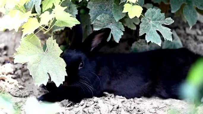 矮小黑兔子躺着