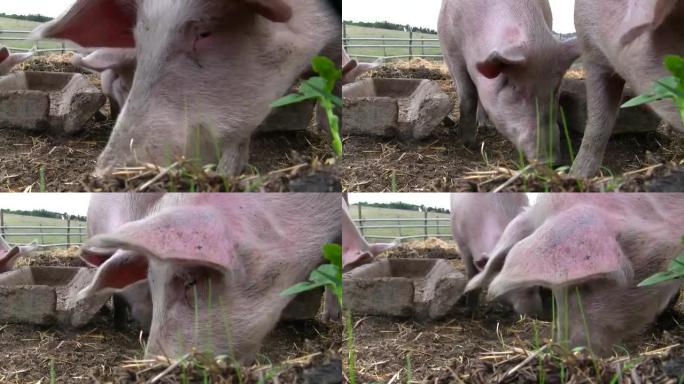 快乐的猪等待食物