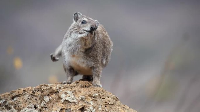 LS Rock hyrax在内罗毕国家公园的自然栖息地中的一块岩石上刮擦皮毛