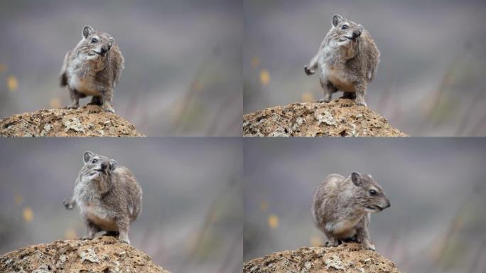 LS Rock hyrax在内罗毕国家公园的自然栖息地中的一块岩石上刮擦皮毛