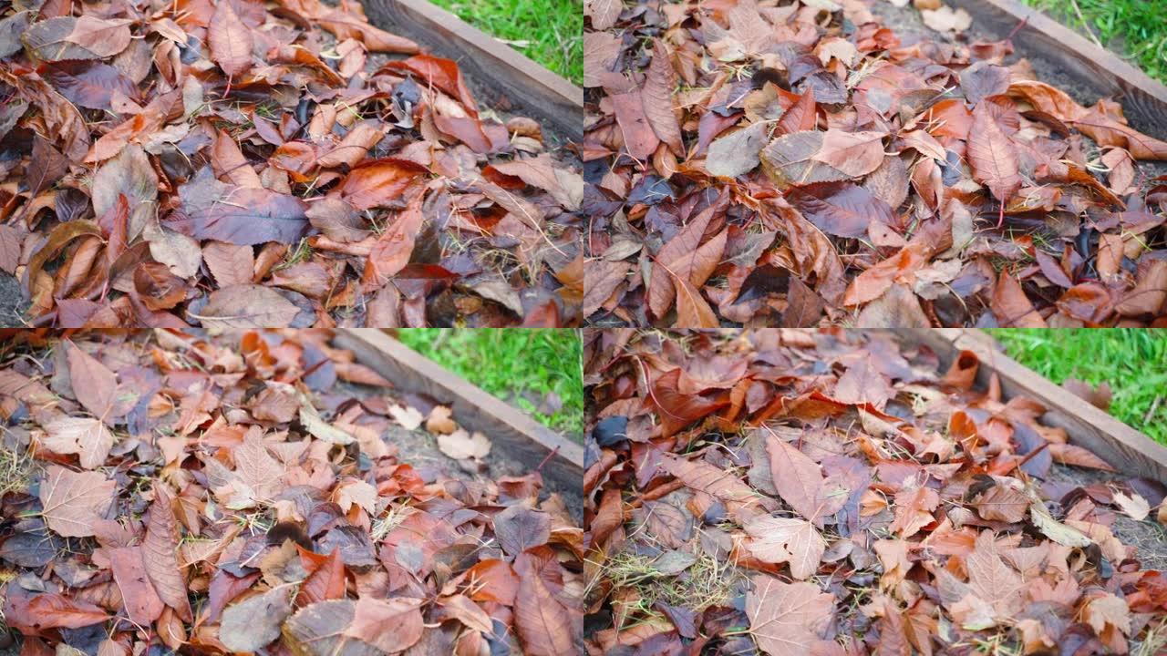 湿棕色落叶特写-在花园床上。平稳的摄像机运动