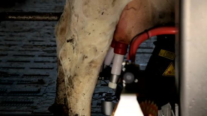 奶牛场机器人挤奶奶牛的近距离拍摄