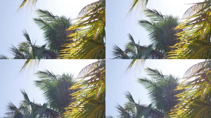 热带天堂海滩上的椰树树叶随风移动