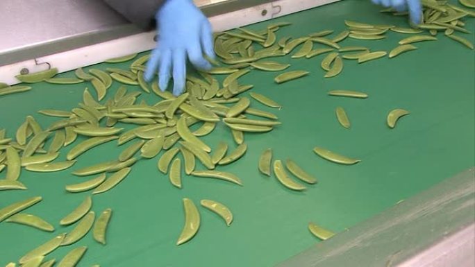 绿豆在生产线上手工分类