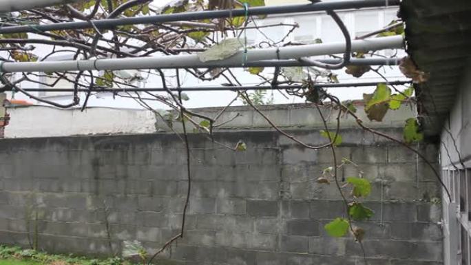 在我的花园里下雨的早晨，我的猕猴桃树上有雨滴