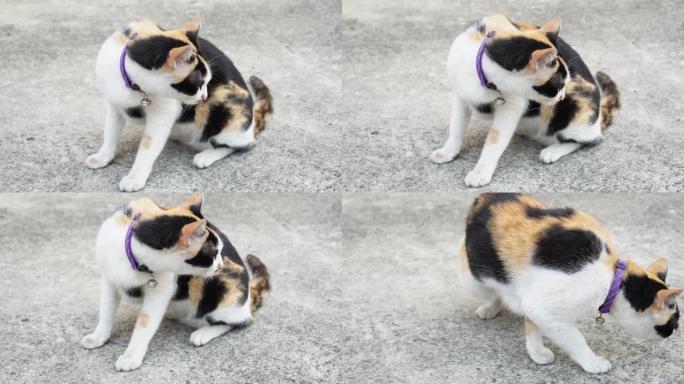 慢镜头视频显示，一只五颜六色的家猫在地板上寻找食物，最后决定走进去吃点东西。