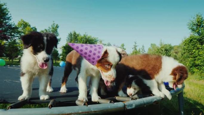 生日小狗和朋友在宠物派对上。动物有趣的视频
