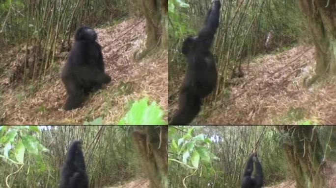 年轻的山地大猩猩从雨林中的藤蔓中摆动