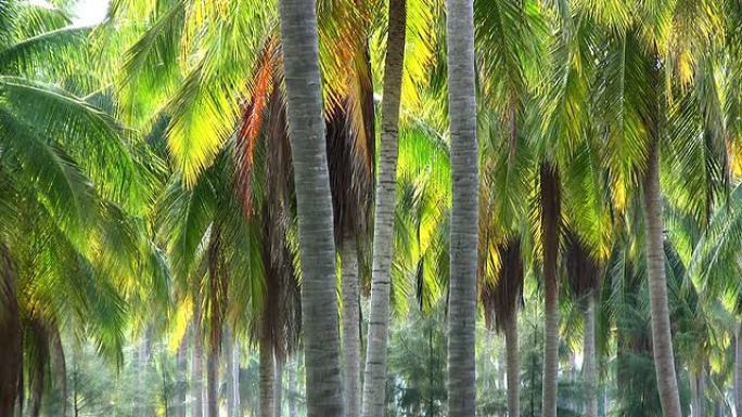 椰子种植园
