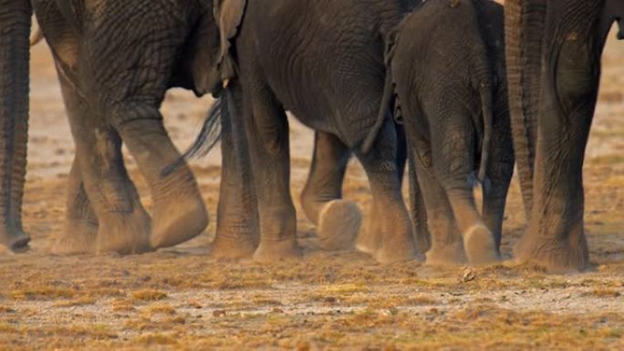 一群大象在草原上徒步旅行，从低角度看腿。扬尘。大象妈妈和她的婴儿走路。