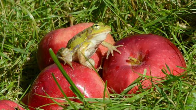 夏季花园中红苹果上的动物绿色青蛙