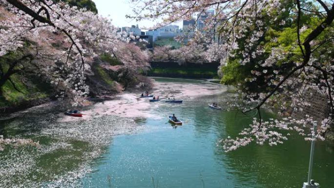 樱花花瓣落在东京的Chidorigafuchi公园公园