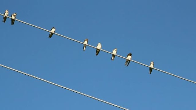 蓝天上电线上的鸟