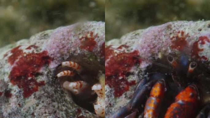 寄居蟹，从水下脱壳，超宏。垂直视频社交媒体