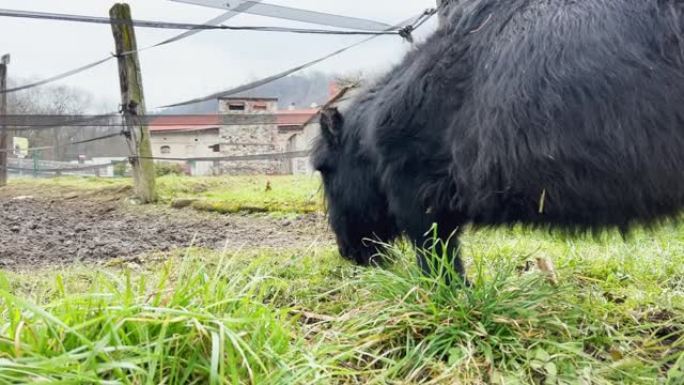 奇怪的短腿黑小马在牧场围栏旁吃草