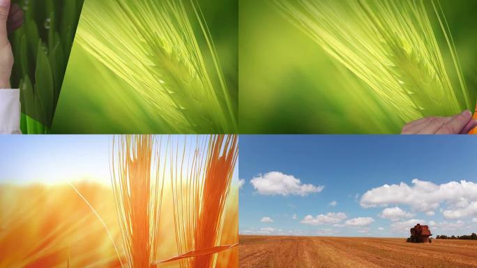 农业: 有机食品生长的4个阶段