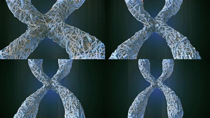 染色体结构特效三维动画常染色体