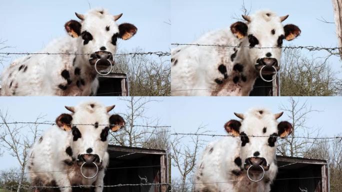 带刺铁丝网后面的牛。一头白色和黑色的牛，鼻环对着蓝天。动物保护，农业。