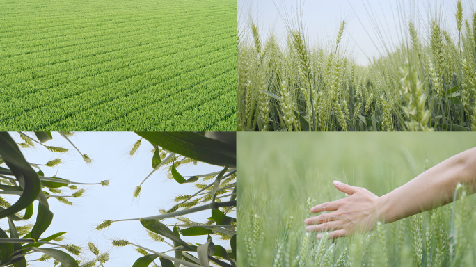 小麦/绿色麦子/航拍麦田/农业绿色田野