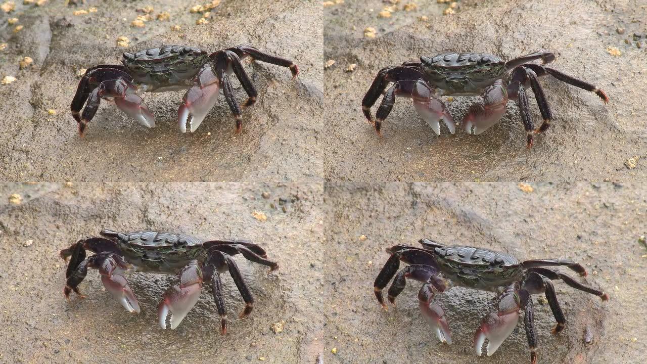 螃蟹在岩石上行走