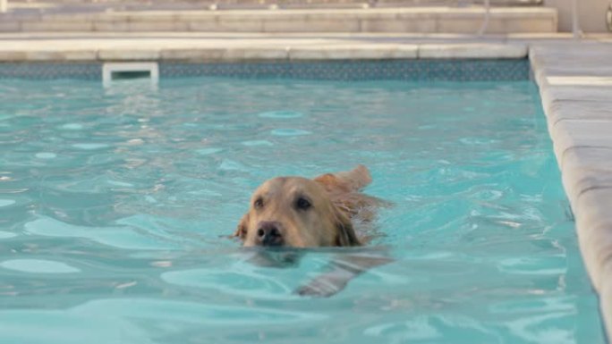 有趣的狗在游泳池里游泳拿玩具球玩游戏快乐的金毛猎犬嬉戏地享受夏天可爱的毛茸茸的狗嬉戏4k