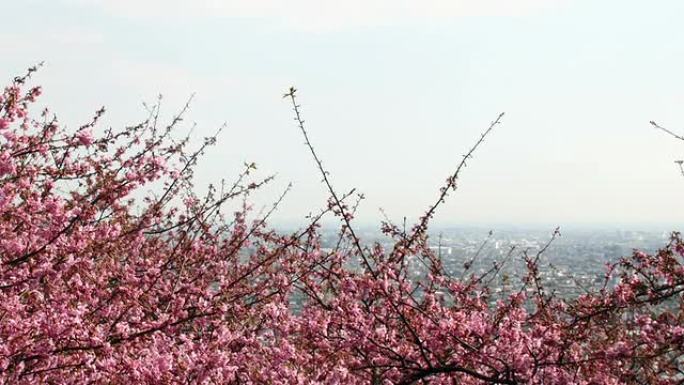 从松田市容放大到盛开的樱花。