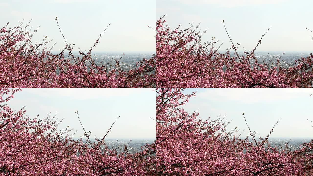 从松田市容放大到盛开的樱花。