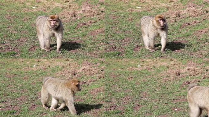 猴子走向相机 -- 阿尔及利亚和摩洛哥的巴巴里猕猴