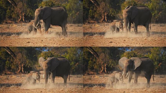 慢动作成年大象和一只小象站在树前的大草原上一起吃饭。纪录片