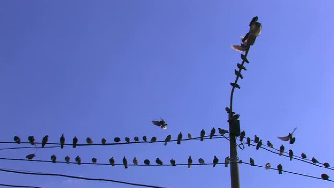 电力线蓝天背景上的高清鸟类