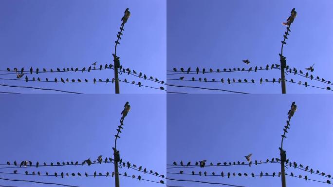 电力线蓝天背景上的高清鸟类