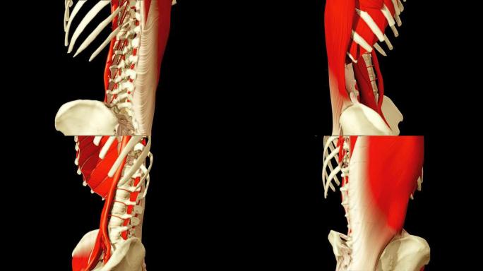 展示人体解剖学的3D动画