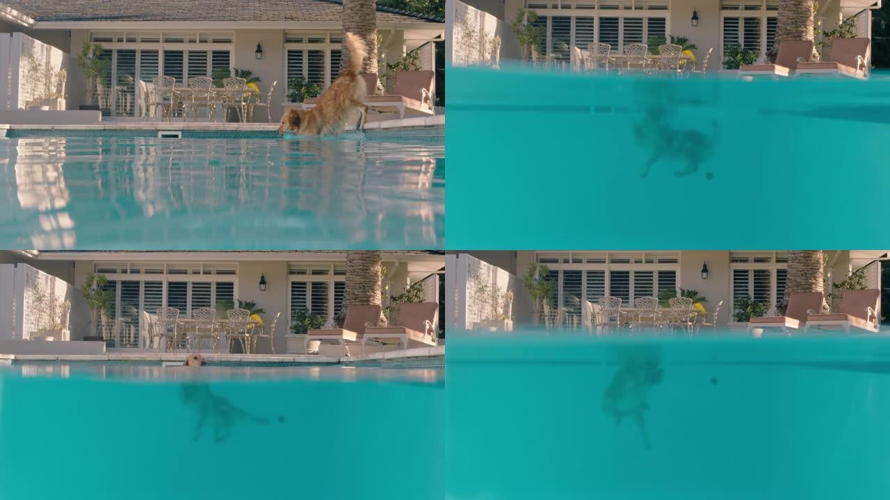 有趣的狗跳进游泳池水下景观玩游戏取玩具球金毛寻回犬嬉戏享受夏天可爱的毛茸茸的狗嬉戏4k