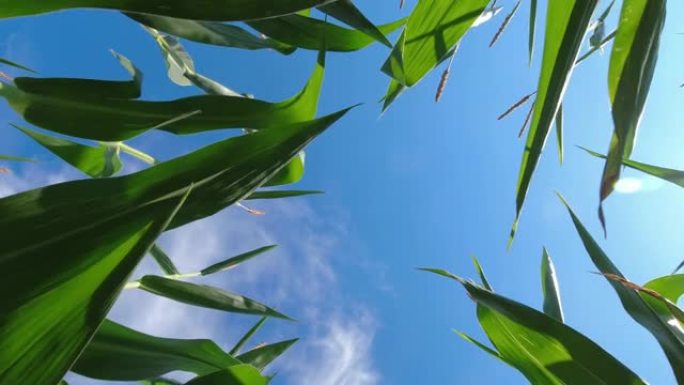 从下面看玉米植物和蓝天。玉米作物叶片在风中的慢动作运动。从地面看玉米田里。独特的观点，检查幼苗。
