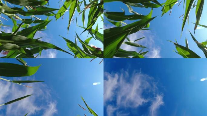 从下面看玉米植物和蓝天。玉米作物叶片在风中的慢动作运动。从地面看玉米田里。独特的观点，检查幼苗。