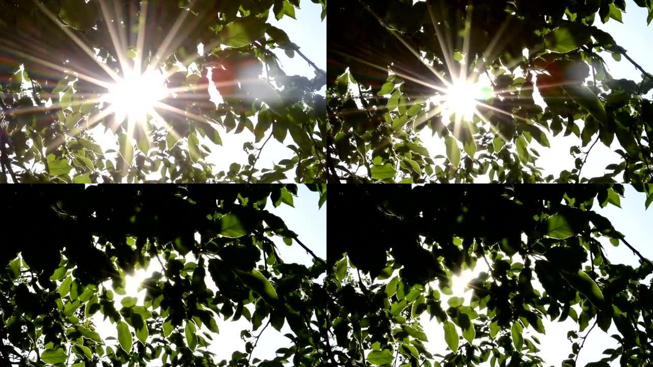 阳光透过树叶闪闪发光