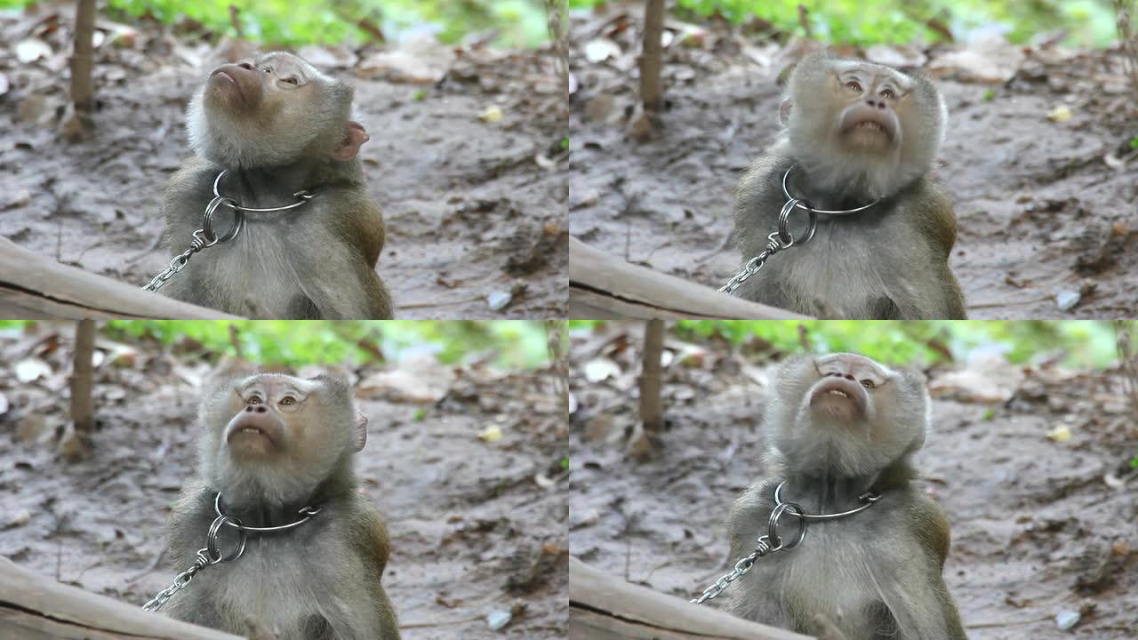 奴隶制，泰国的猴子