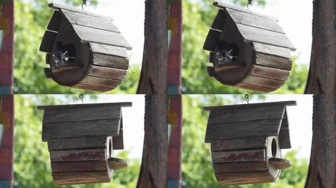 喜鹊在鸟屋喂食