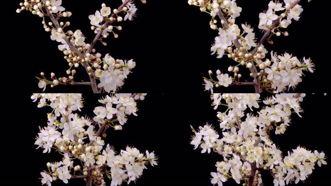 樱桃树树枝上绽放白花