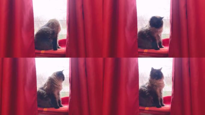 猫的肖像。涅瓦假面舞会的一只猫在窗台上繁殖着红色的窗帘。