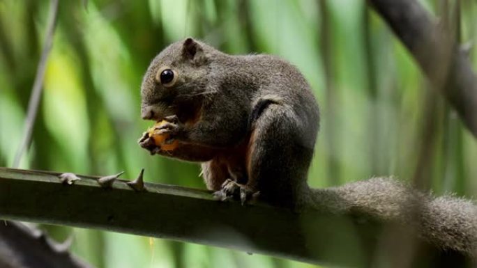 芭蕉松鼠，新加坡树梢树枝枝头小动物吃东西