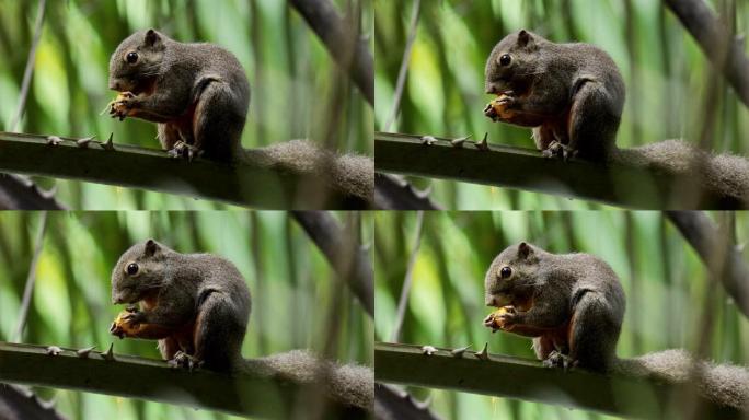 芭蕉松鼠，新加坡树梢树枝枝头小动物吃东西