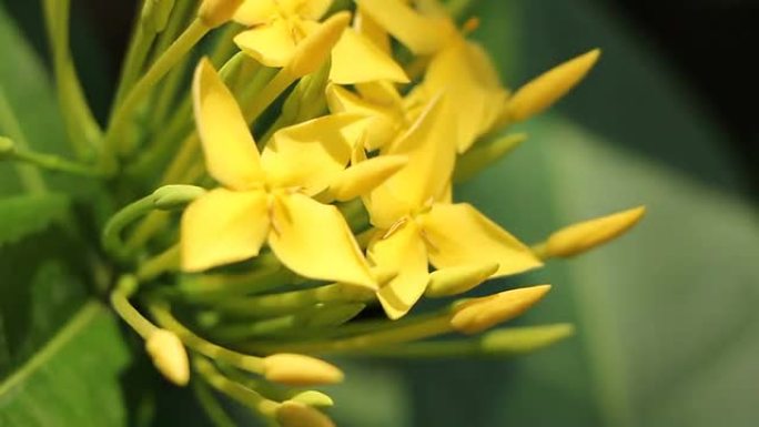 黄色Ixora花的特写