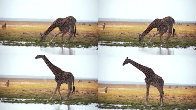 慢动作长颈鹿在长时间干热后低头从河流或池塘喝水，肯尼亚安博塞利国家公园