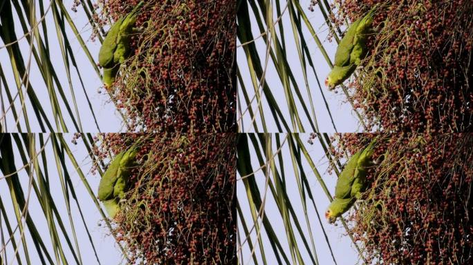亚马逊鹦鹉吃棕榈果